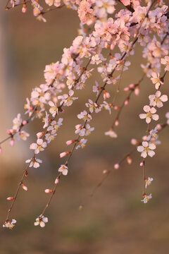 毛樱桃花