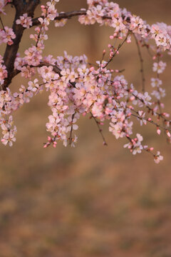 毛樱桃花