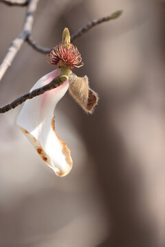 玉兰花