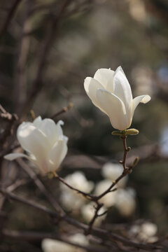 白玉兰花