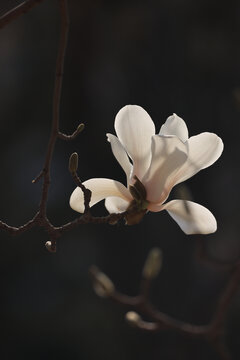 玉兰花