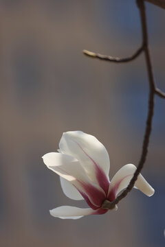 玉兰花