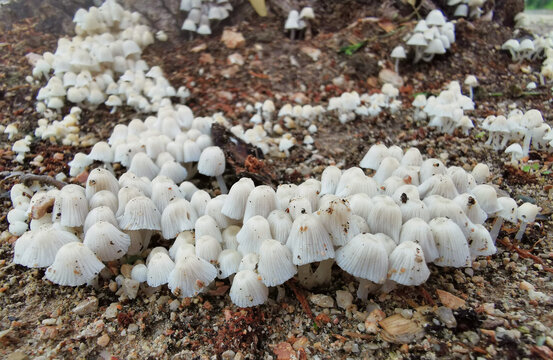 许多小蘑菇