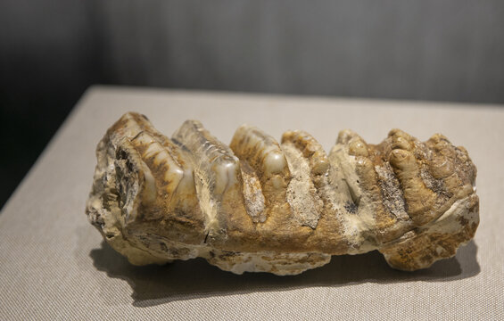 东方剑齿象化石