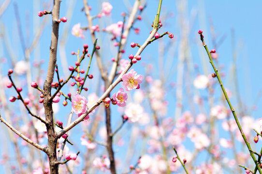 梅花盛开