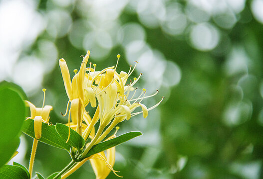 二度暂放金银花