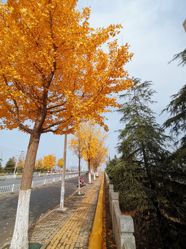 路旁的银杏树