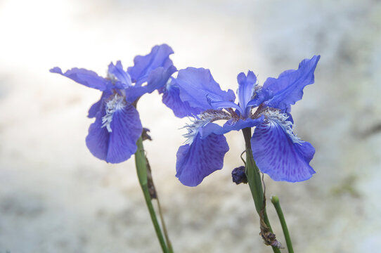 鸢尾花朵花瓣