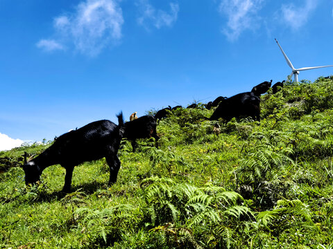 农家黑山羊