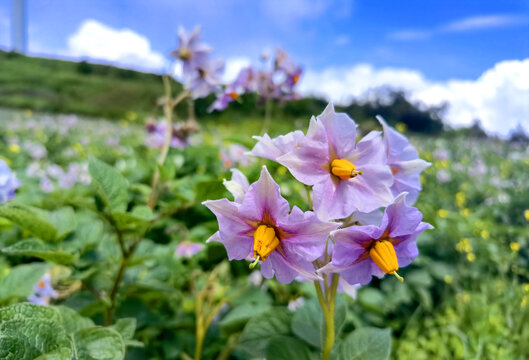 洋芋花