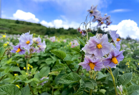 洋芋花