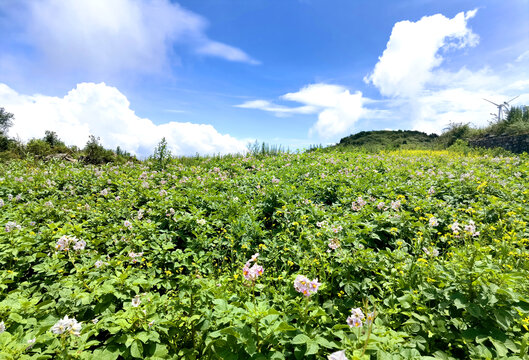 洋芋花