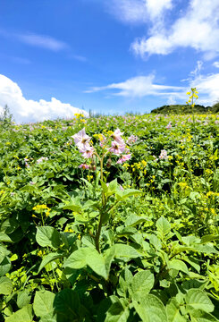 紫洋芋