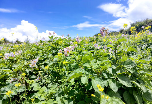 洋芋花