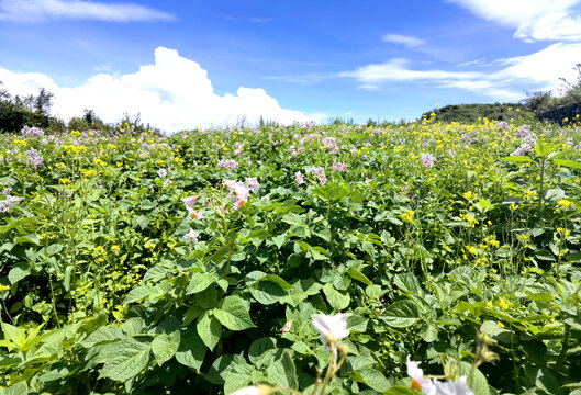 洋芋花