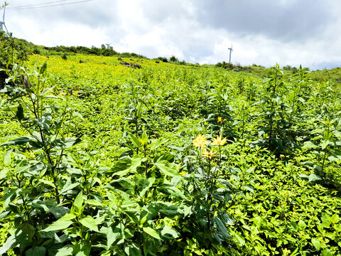 雪莲果种植基地