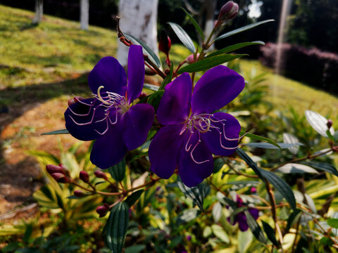 紫花野牡丹