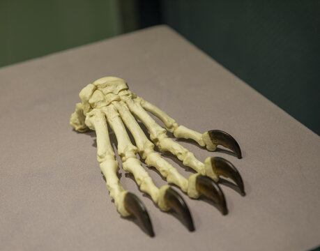美洲黑熊前脚骨骼