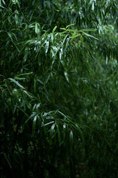 夏天雨后竹子背景