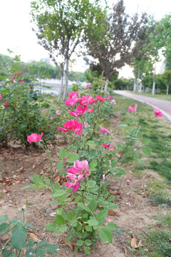 月季花枝