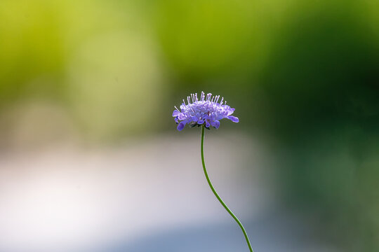 窄叶蓝盆花