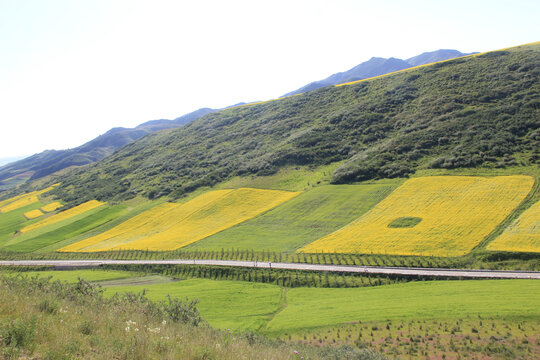 油菜花海