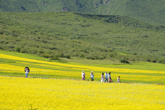 田野油菜花