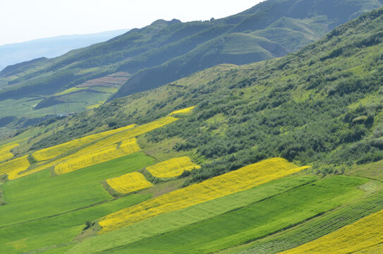 田园风光油菜花