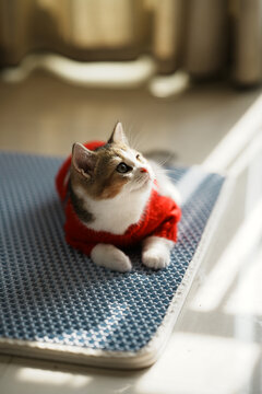家里穿的衣服的小奶猫