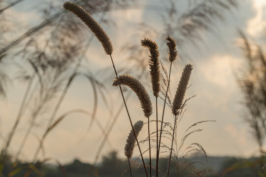 夕阳下的芦苇植物剪影特写