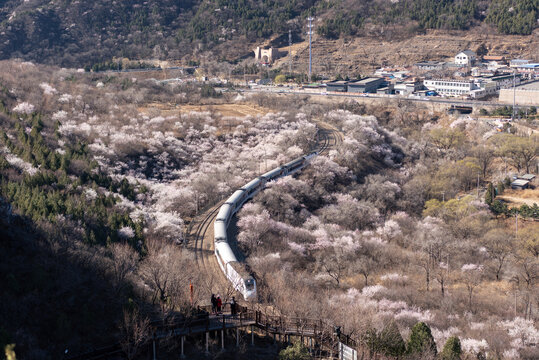 北京居庸关长城花海列车