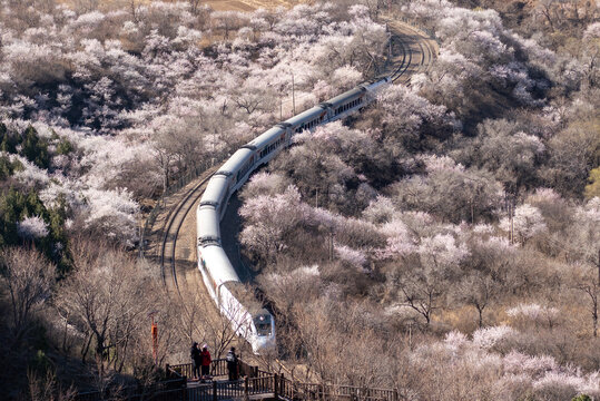 北京居庸关花海列车