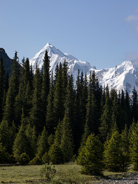 新疆伊犁的森林雪山风景