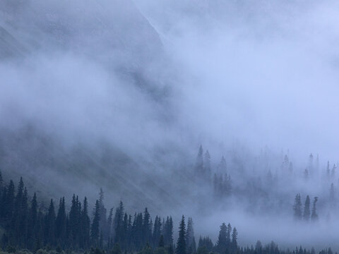 早晨大雾中的树木森林风景