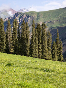 新疆的草原树木高山风景