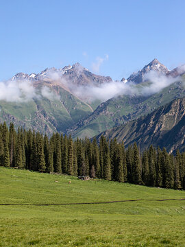 夏天的草原森林高山风景