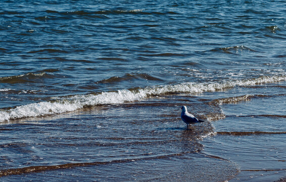 海浪中的海鸟