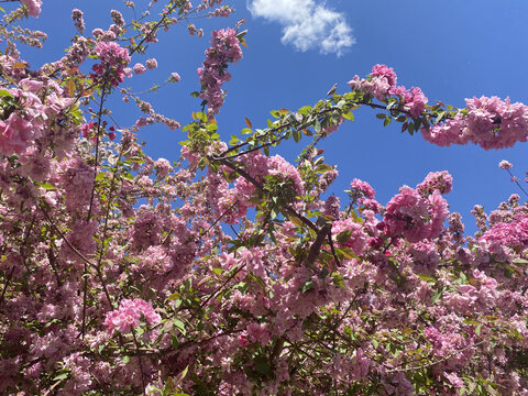 粉桃花