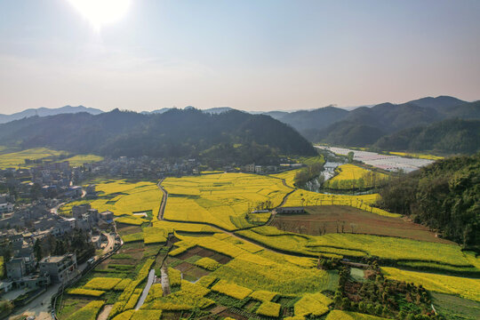 罗平油菜花田