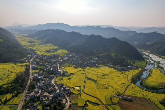 罗平油菜花田