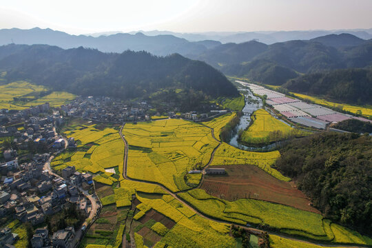 罗平油菜花田