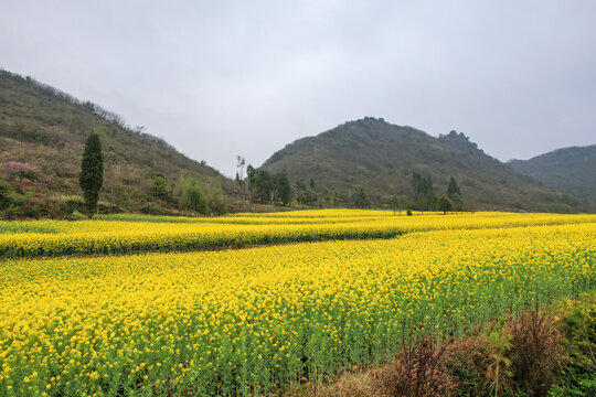 罗平油菜花田