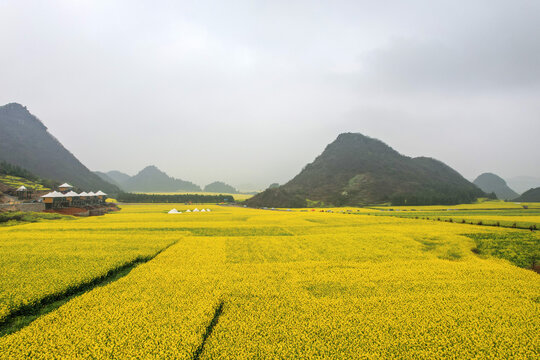 罗平油菜花田