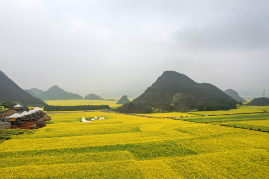 罗平油菜花田