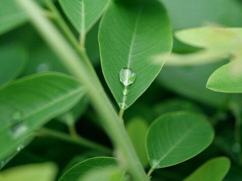 绿叶上的水滴