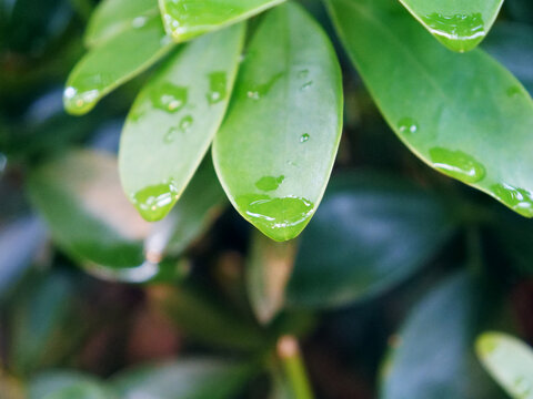 雨后树叶水滴