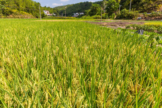 稻田