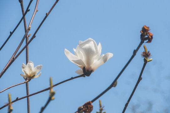 一朵白色玉兰花