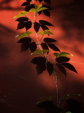 红墙光影树叶