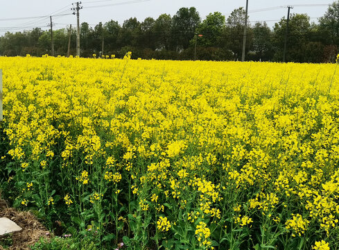 油菜花